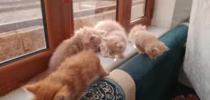 حيوانات للبي.