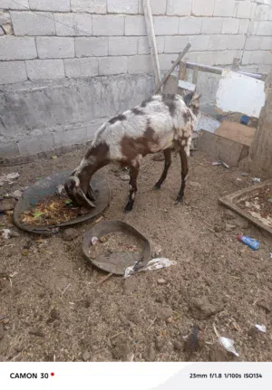صخله فول خشانة وطويلة مضرع عليها فوك الشهرين ونص وشرط كلة توم تجيب