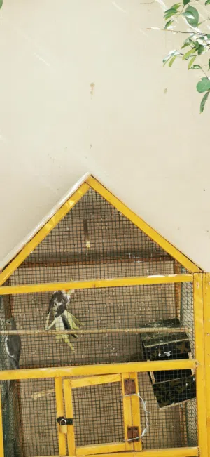 كوكتيل زوج ذكر وانثى مع القفص اليفات