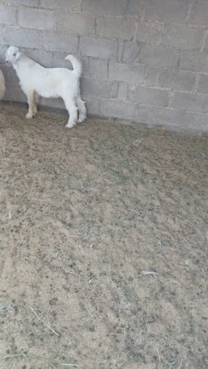 بيع تيوس عدد 2