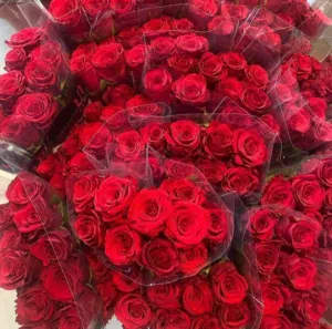 ورد الروز بالجملة