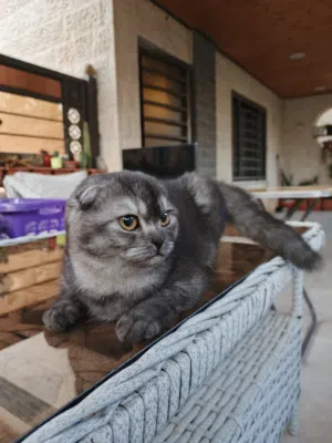 سكوتش دبل فولد بلاك سلفر شديد