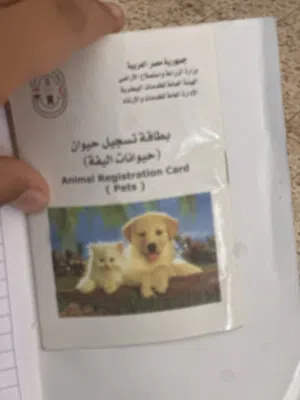 كلب رود ويلر