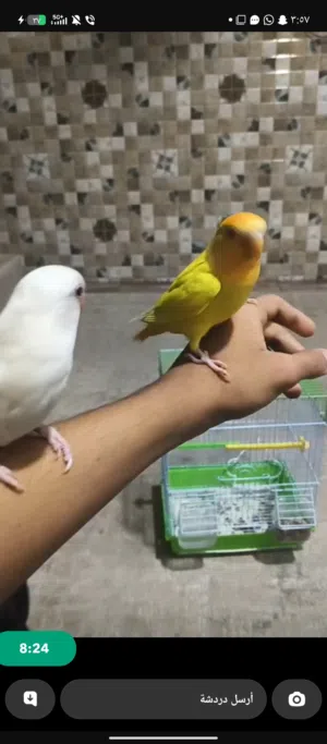 للبيع لافبيرد اليفين
