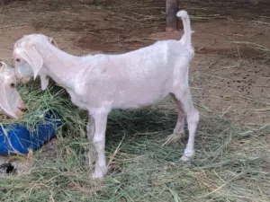 للبيع تيوس من حلال الجبل الأخضر الوصف مهم