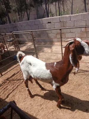 عنز رباعيه مكسبه
