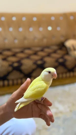 روز أليف للبيع