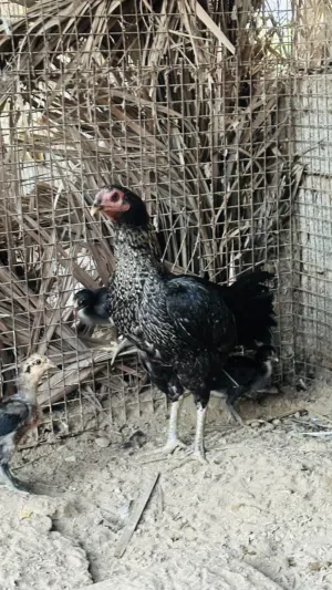 دجاجه باكستانيه العمر سنه و8 شهور تقريبا