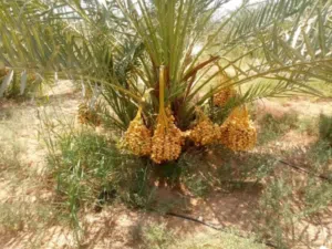 موجود ارضي في الوحات البحريه