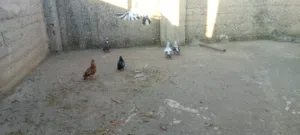 حمام باكستاني