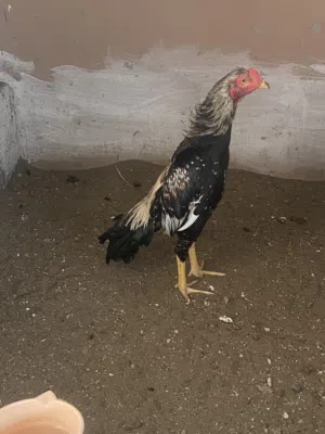 الفصيليه جاوا العمر 8اشهر