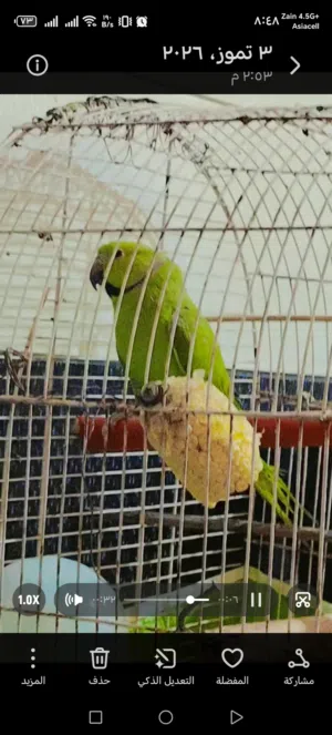 ببغاء دره اخضر