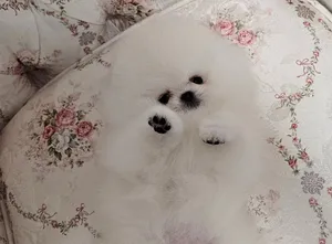 ‏بومرينيان‏2