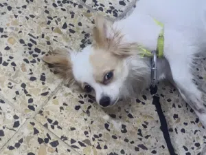 كلب زينه من لولو سعر 125وبي مجال