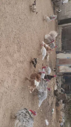 ديك رومي البيع