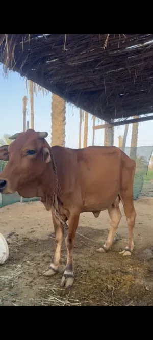 بقره باكستانية للبيع