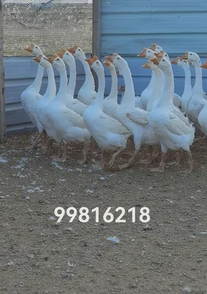 Chickens4