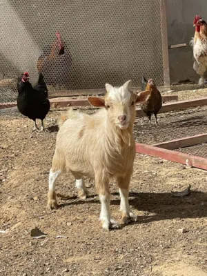 جدي كردي بسمله مشالله