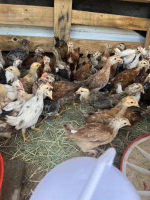 للبيع دجاج فروخ ودجاج بياض وحمام