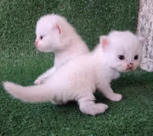قطط صغار للبيع