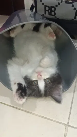 kitten 2 months old they know how to poop in the right place and already eating kitten food