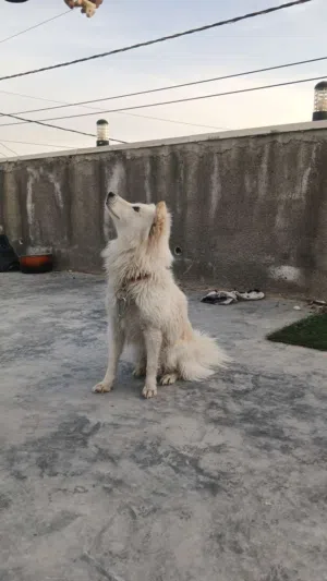 كلب ثلجي من أفضل كلاب المنضر