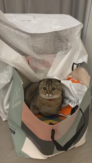 Pure Scottish Fold & British Shorthair female cat