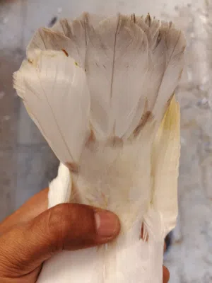 فرغات للبيع الاب زاجل أبيض الامايه حركه فول لقحات الجسم ضغم كلش حلو