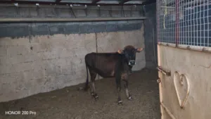 ثيران للبيع طعايم ما عليهن كلام يتوفر خدمت الذبح مجاننننننا