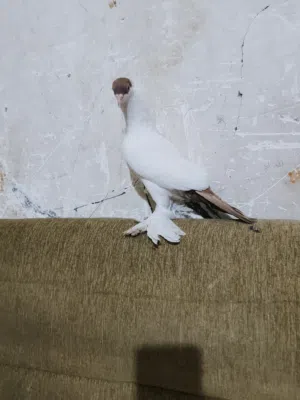 زوح افراخ زواجل وتك طيره جيكيه