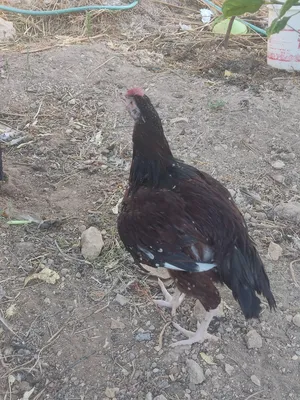 ‏دجاج‏0