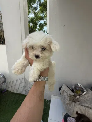 Maltipo  puppies very high quality