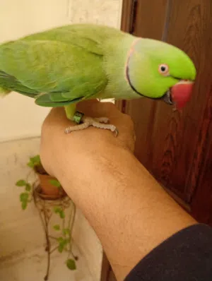 بغباء هندي دبل جامبو