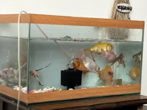 أسماك زينة نوع Golf fish للبيع