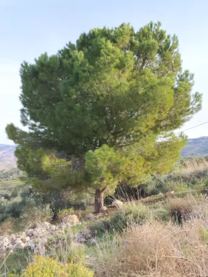 Studio Farms for Sale in Salt Al Balqa'