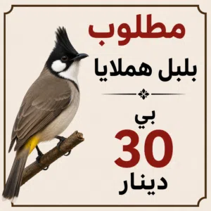 مطلوب بلبل هملايا في المعقول