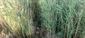 Farm Land for Sale in Baghdad Dora