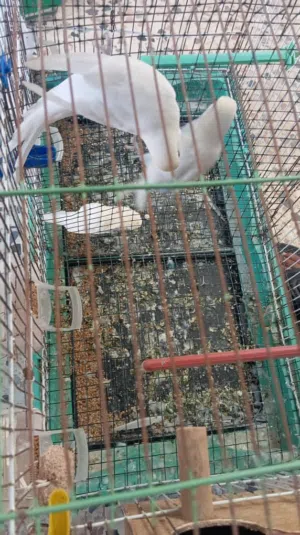 كوبيات بيقيلينو