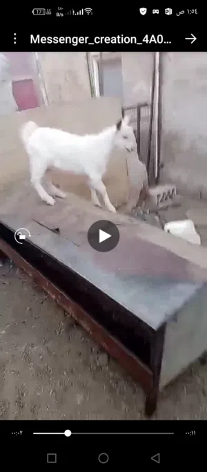 جدي سانين أصلي