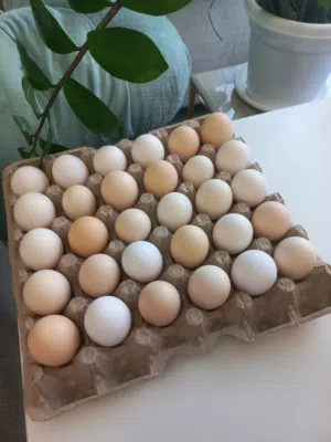 بيض دجاج بحريني Bahraini Eggs