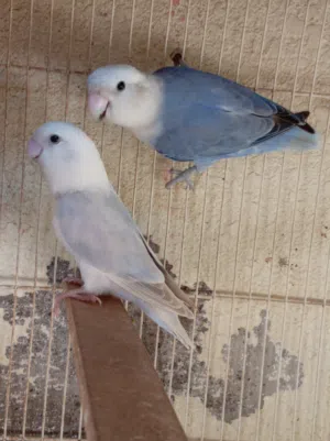 بيع مجموعة أزواج روز