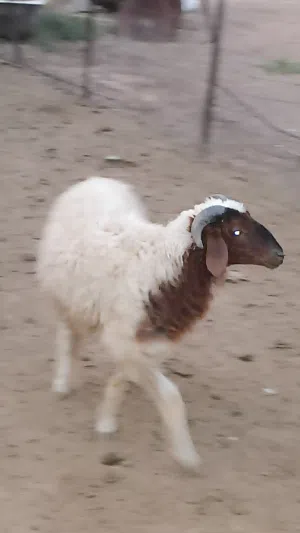 اغنام خروف