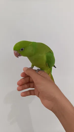 بغبغاء اليف وطيران حر