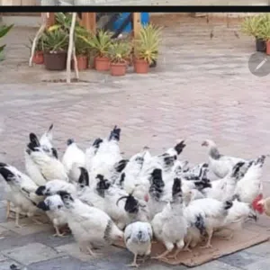 ابو الكوثر 