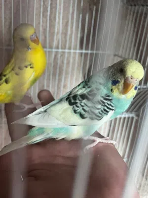 عصافير الحب