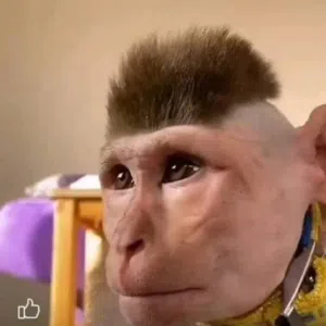 البركي 