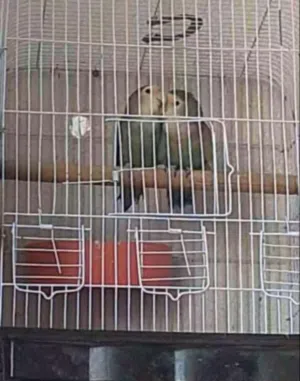 جوز روز شغال اهل فراخ مع قفص 4 معالف وكوخ السعر 30 هسى ما في تحتهم اشي بجهزو لبطن جديد مكفول اذا ما