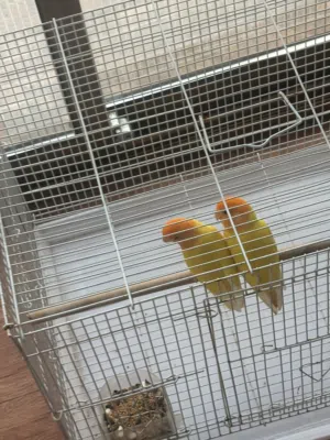 زوج لافبيرد اليف