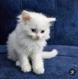 مطلوب قطه هملايا سوكتش بكي فيس