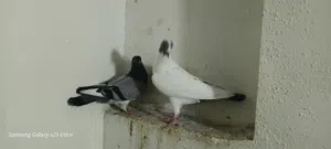 14 طير للبيع كوم